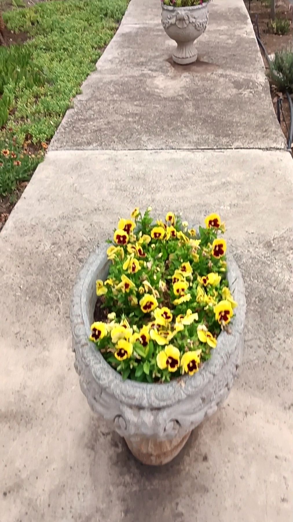 Blomme by die paadjie